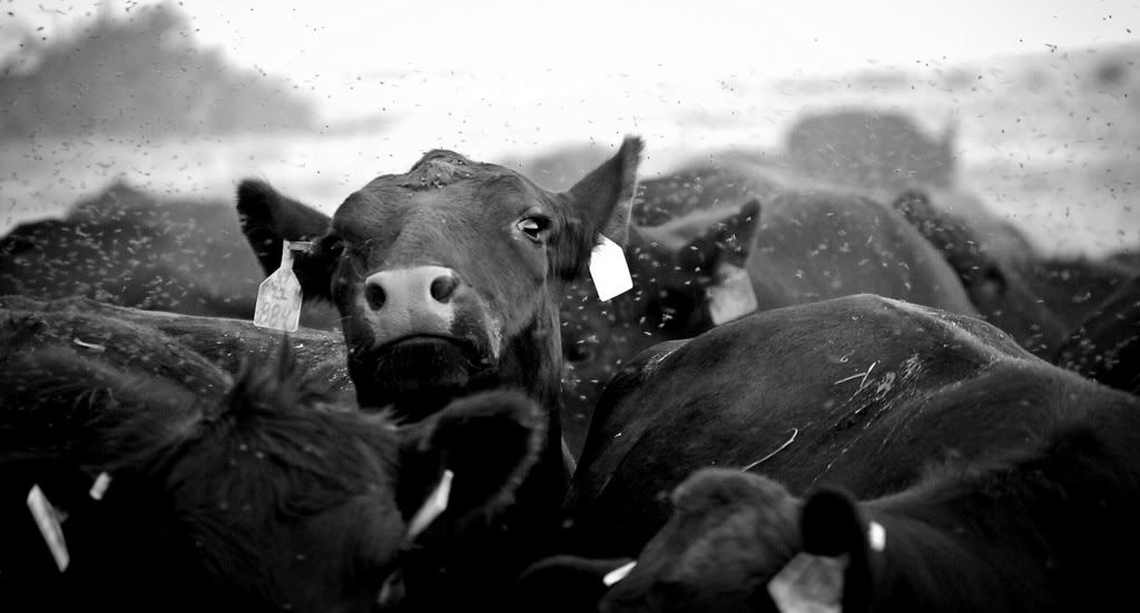 IMAGE: http://i128.photobucket.com/albums/p193/M715/Palo%20Duro%202010/DSC_0585-1-1.jpg