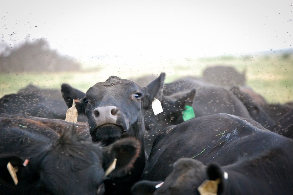 IMAGE: http://i128.photobucket.com/albums/p193/M715/Palo%20Duro%202010/DSC_0585-1.jpg