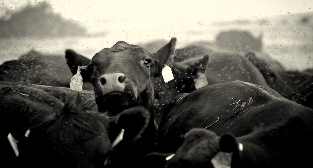 IMAGE: http://i128.photobucket.com/albums/p193/M715/Palo%20Duro%202010/DSC_0585-2.jpg