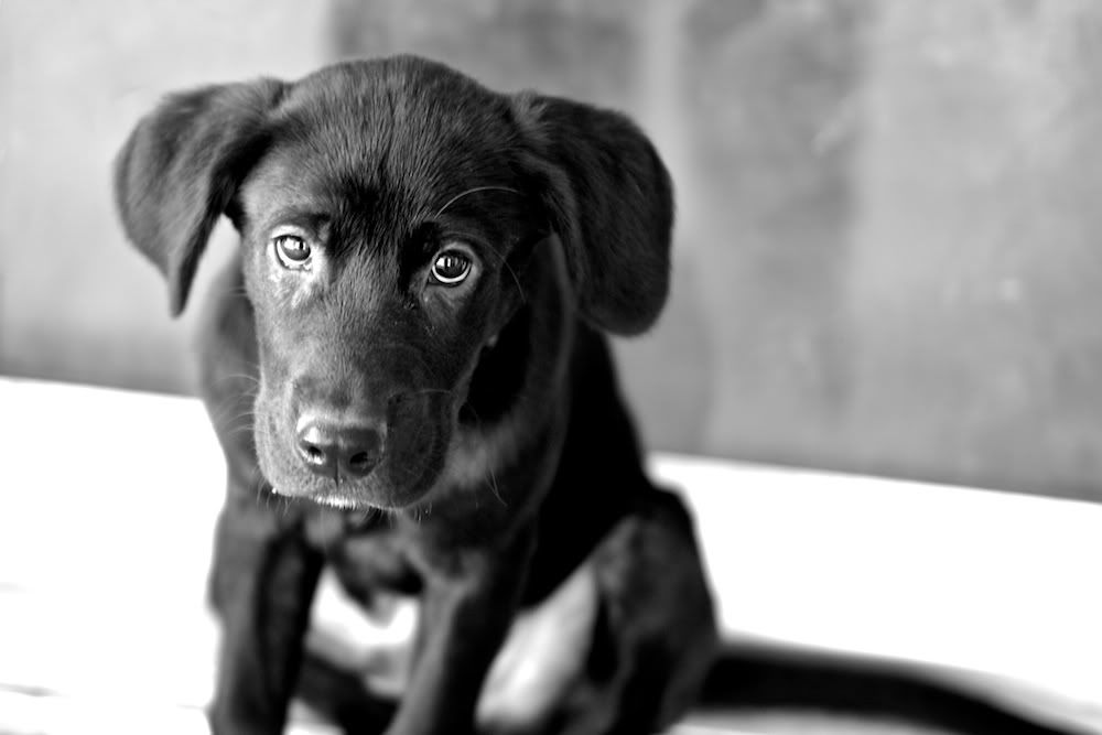 IMAGE: http://i128.photobucket.com/albums/p193/M715/Portfolio/Animals/DSC_0094-Version2.jpg