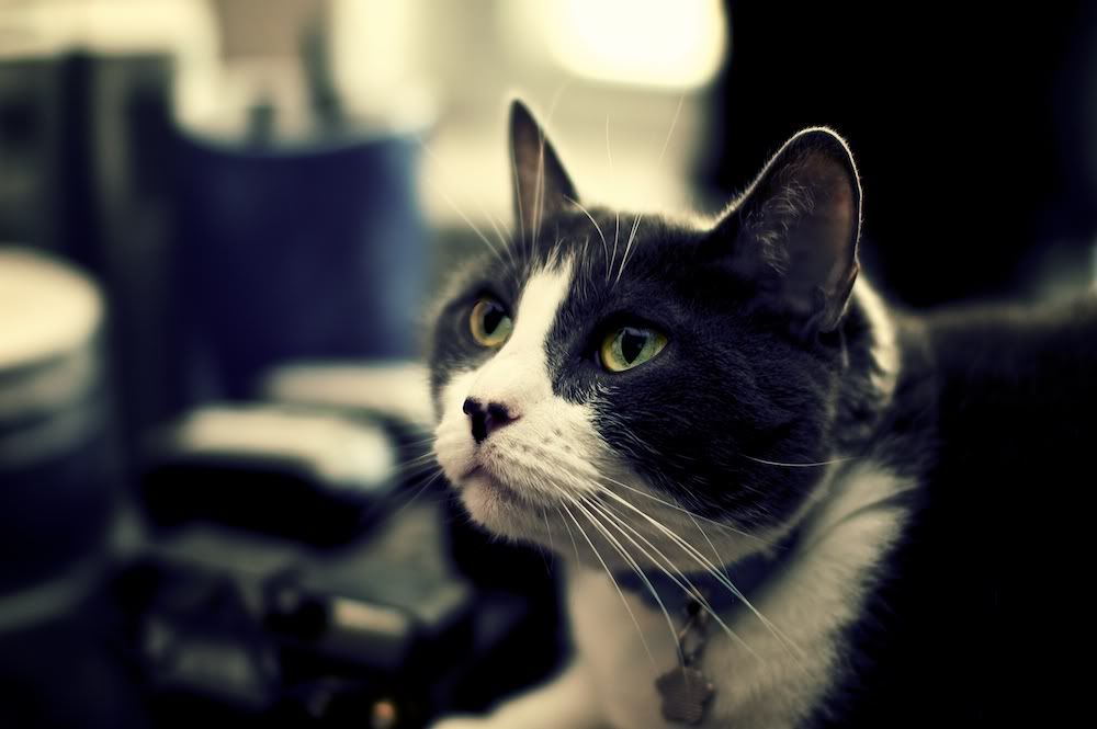 IMAGE: http://i128.photobucket.com/albums/p193/M715/Portfolio/Animals/DSC_0277-Version2.jpg