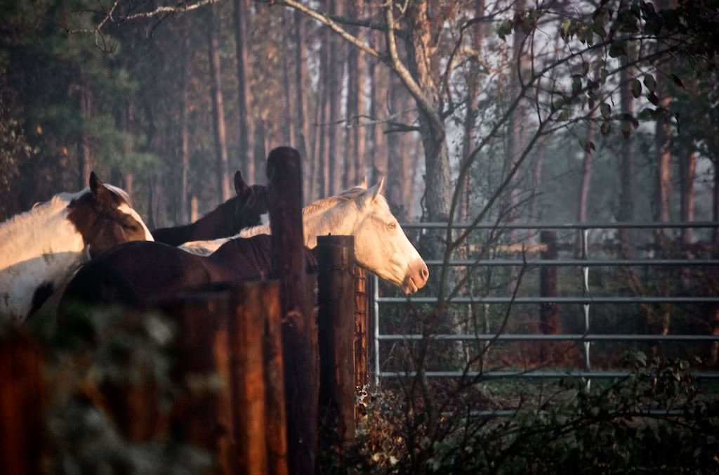 IMAGE: http://i128.photobucket.com/albums/p193/M715/Thanksgiving%202011/DSC_0078.jpg