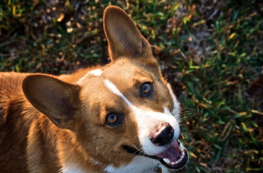 IMAGE: http://i128.photobucket.com/albums/p193/M715/Thanksgiving%202011/DSC_0113.jpg