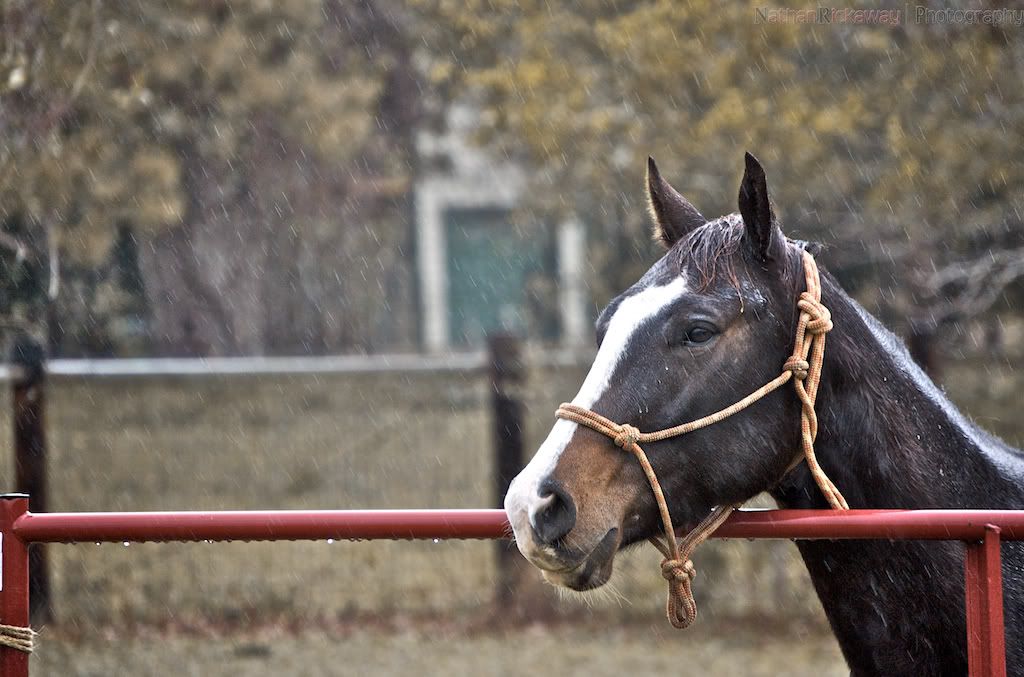 IMAGE: http://i128.photobucket.com/albums/p193/M715/Thanksgiving%202011/DSC_0356.jpg