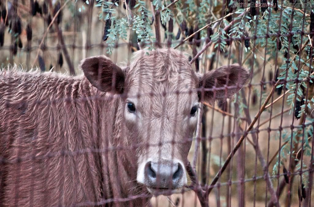 IMAGE: http://i128.photobucket.com/albums/p193/M715/Thanksgiving%202011/DSC_0381.jpg