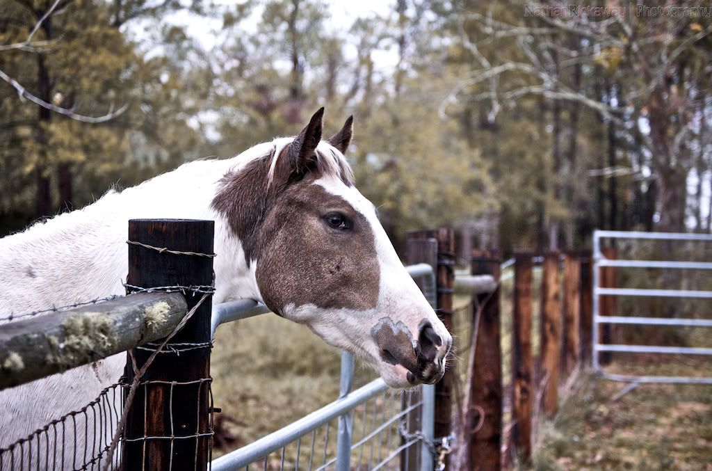 IMAGE: http://i128.photobucket.com/albums/p193/M715/Thanksgiving%202011/DSC_0464.jpg