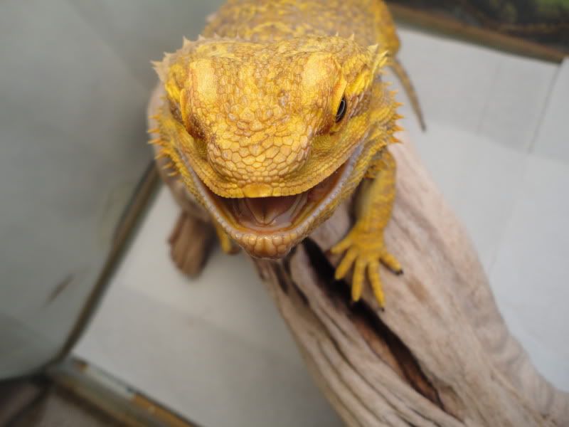 beardie-has-lump-in-his-mouth-vet-was-clueless-bearded-dragon-org