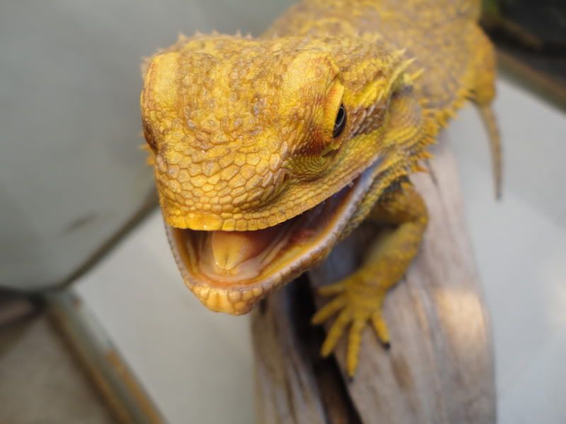 Beardie has lump in his mouth, vet was clueless • Bearded