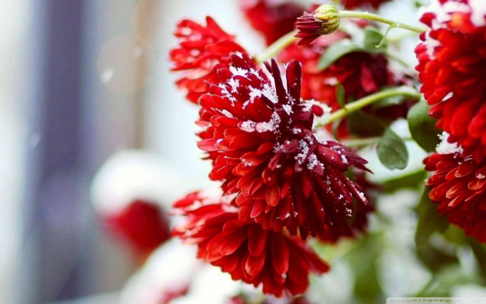 DICSnow_on_Red_Flowers_