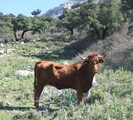Sierra del Navazo: vaca retinta