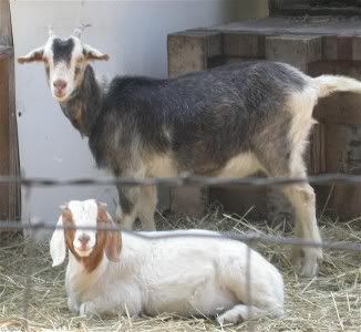 What breed/s? - Goats