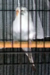 Budgie2-for-web.jpg