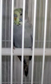 Budgie3-for-web.jpg