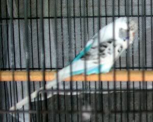 budgie1-for-web.jpg