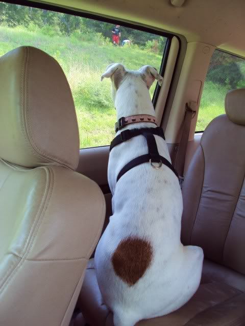 a sad puppy that can't get out of the car