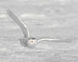 photo owl-flyingresized_zps0b966f27.jpg