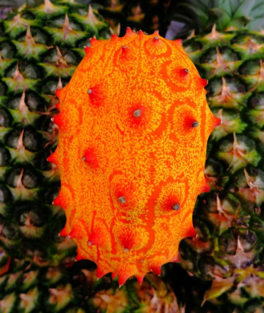 IMAGE: http://i128.photobucket.com/albums/p197/toddnbonnie/Kiwanocropped.jpg