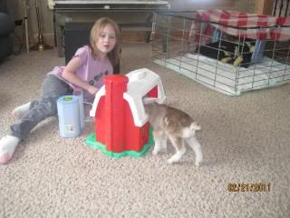 white on umbilical cord? - Goats