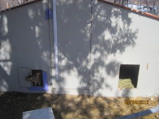 C section Doe update - Goats