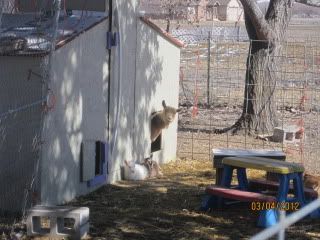 C section Doe update - Goats