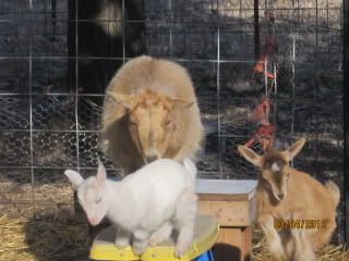 C section Doe update - Goats