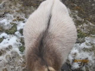 Prekidding pictures... - Goats