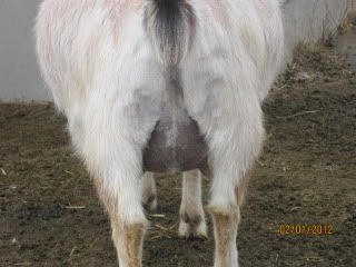 Prekidding pictures... - Goats