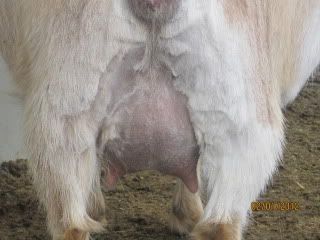 Prekidding pictures... - Goats