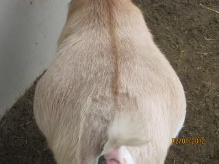 Prekidding pictures... - Goats