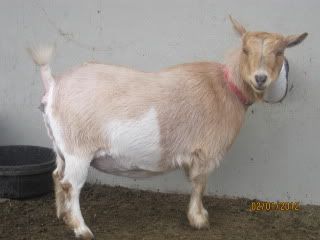 Prekidding pictures... - Goats
