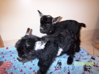 We have twins - Goats