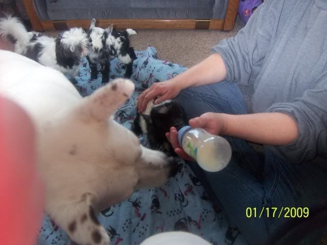 goats in side - Goats