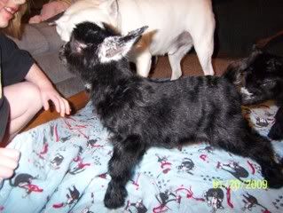 We have twins - Goats