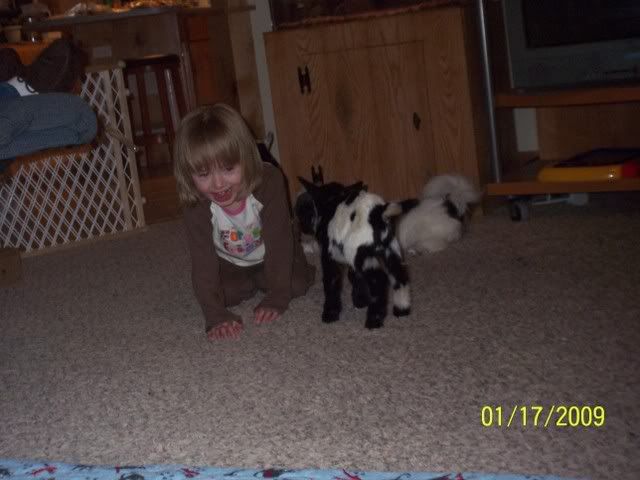 goats in side - Goats