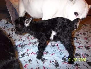 We have twins - Goats