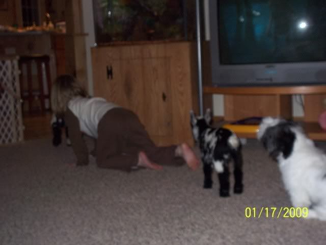 goats in side - Goats