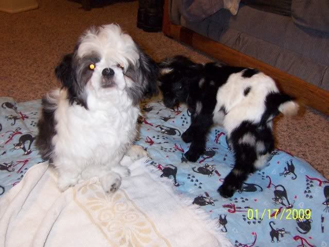 goats in side - Goats