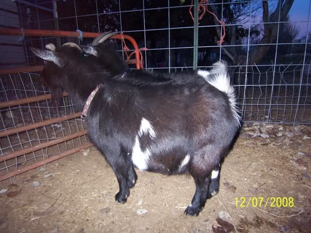 I have nigerian dwarf goats - Goats