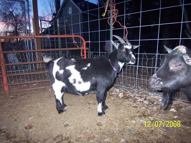 I have nigerian dwarf goats - Goats