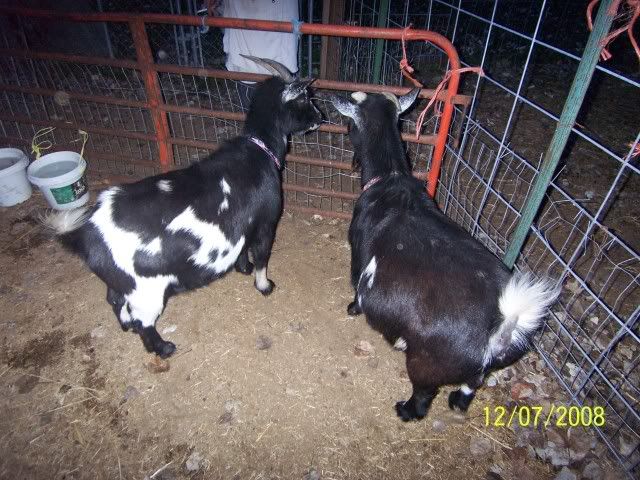 I have nigerian dwarf goats - Goats