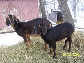 new goats - Goats
