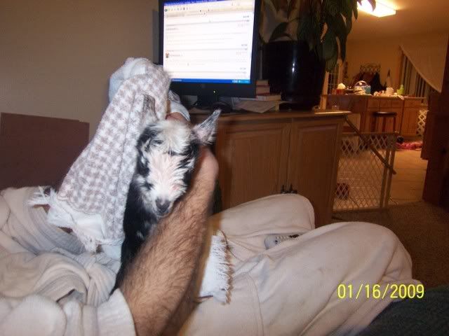 goats in side - Goats