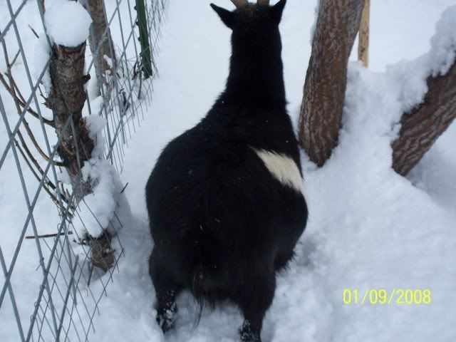 Normal or odd behavior? - Goats