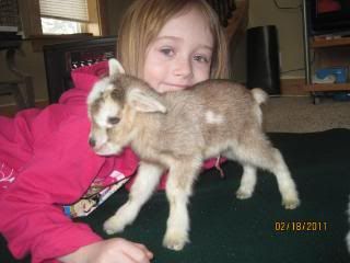 white on umbilical cord? - Goats