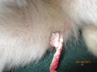 white on umbilical cord? - Goats