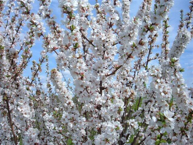 Sweet Nanking Cherry “Prunus tomentosa” Beariing 12-15 lbs per bush! SEEDS 