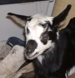 "Molly Had A Baby" - Goats