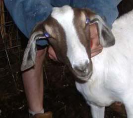 Goats in the movies - Goats