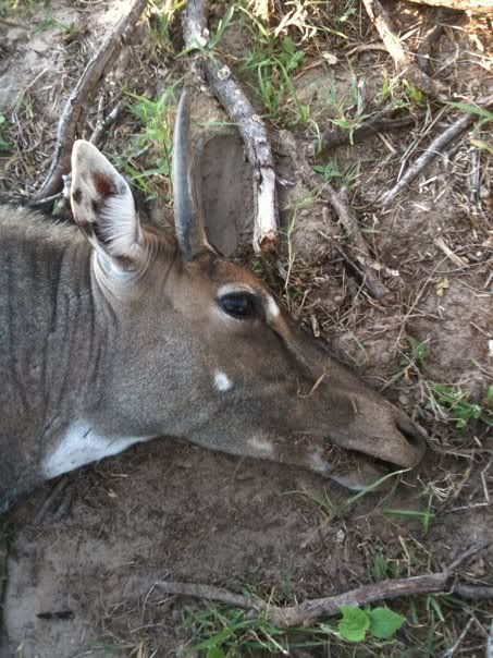 nilgai.jpg