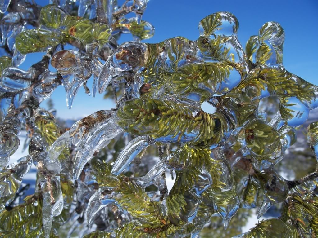 Please, someone send an new pic of the day thread! - Homesteading Questions